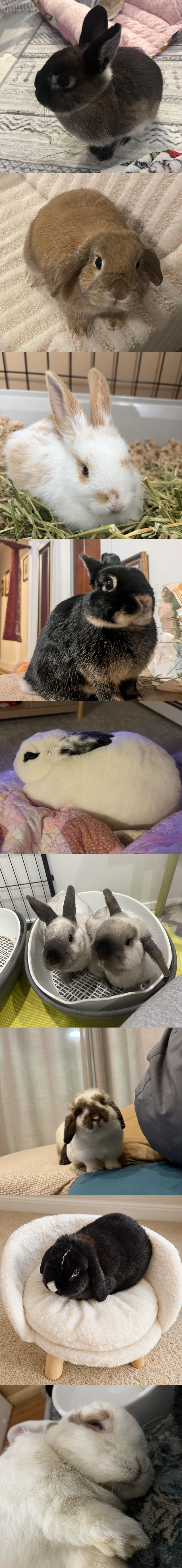 토끼들