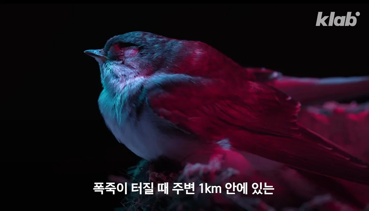 새들에겐 거의 전쟁난 수준이라는 불꽃축제 (34)
