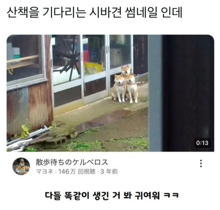 산책을 기다리는 시바견 썸네일