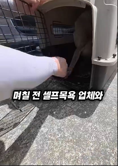 평생 목욕 한번 안 해본 차고지 지킴이 2살 한성이의 생애 첫 목욕대작전 (20)