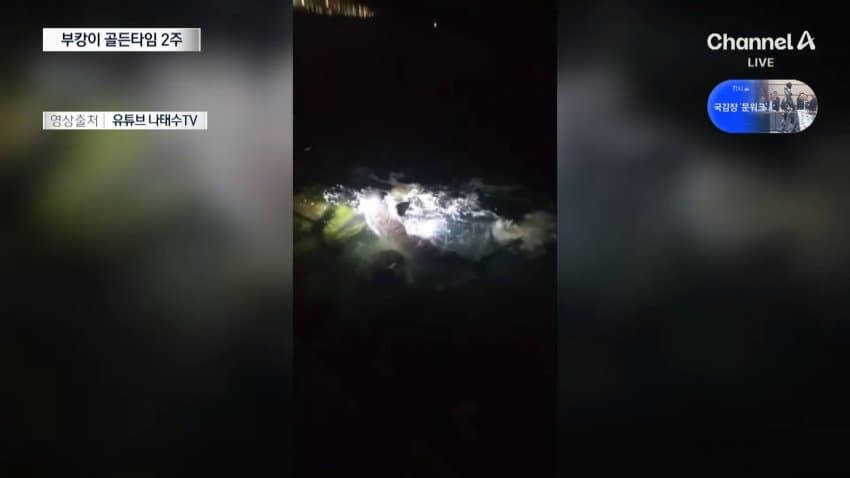 한 달째 갇힌 부산 상어…세 번째 탈출 작전 (10)