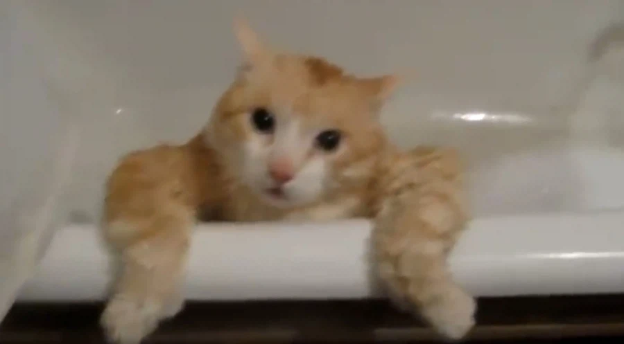 목욕탈출 실패한 뚱냥이