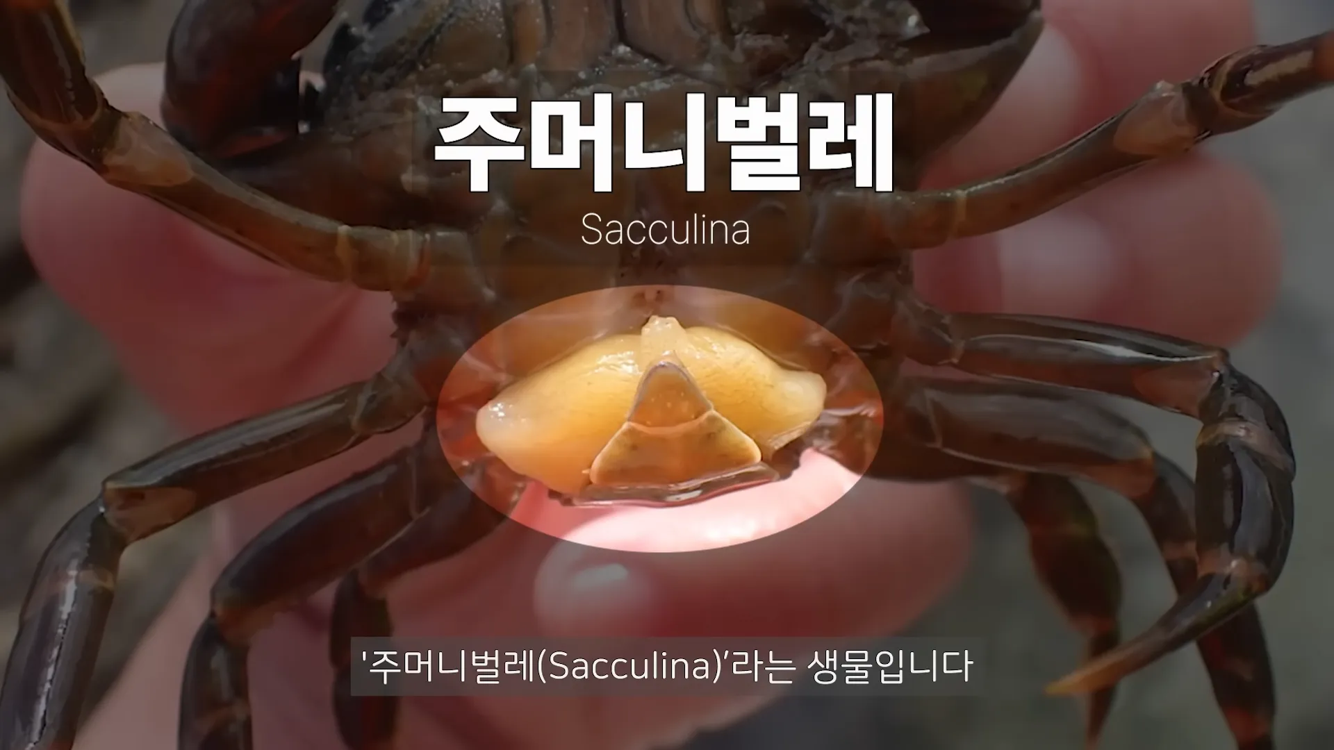 현실에서 TS를 시켜주는 성전환 기생충...ㄷㄷㄷ