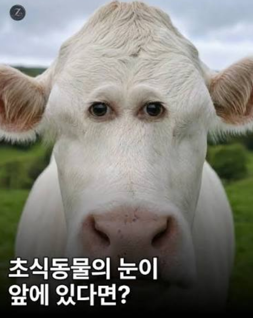 동물의 눈이 정면에 있으면 (4)