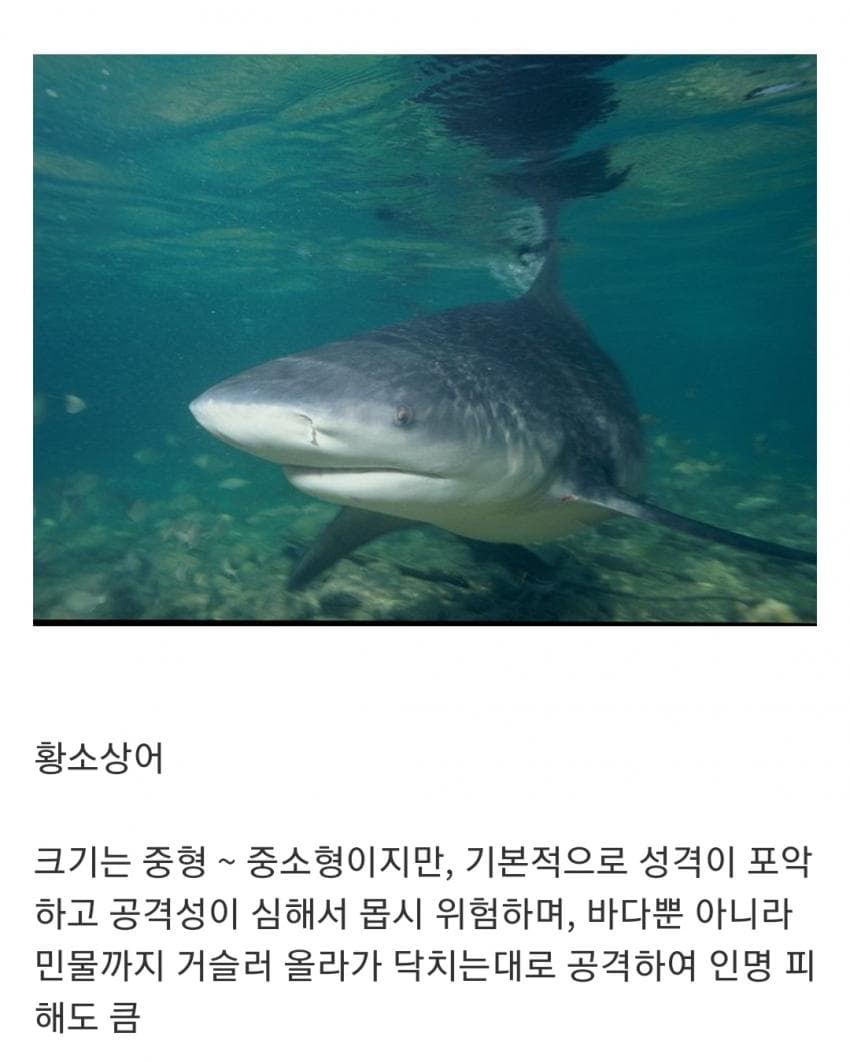 오싹오싹 인지도는 최고 수준인데 정작 알려진 건 거의 없는 생물 (6)