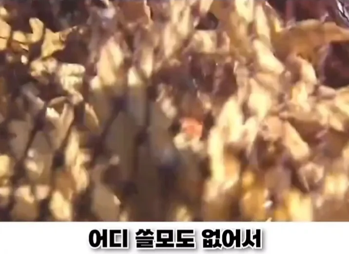 우리나라로 넘어온 바다의 무법자 불가사리의 최후 (8)