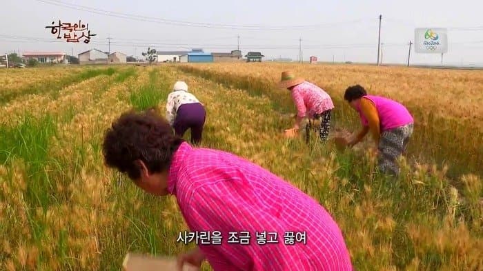 싱글벙글 보릿고개 시절에 먹었다는 잡초풀죽 (4)