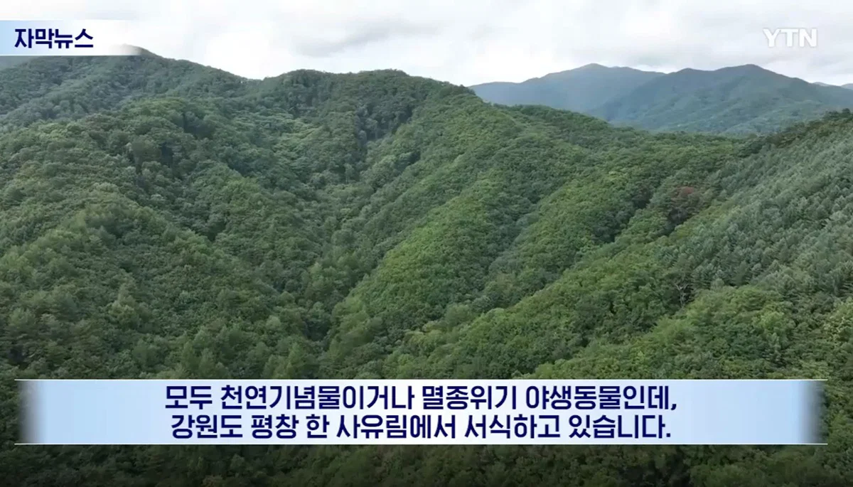 수십억 들여 숲 사놓고 아무것도 안한 이유 (4)