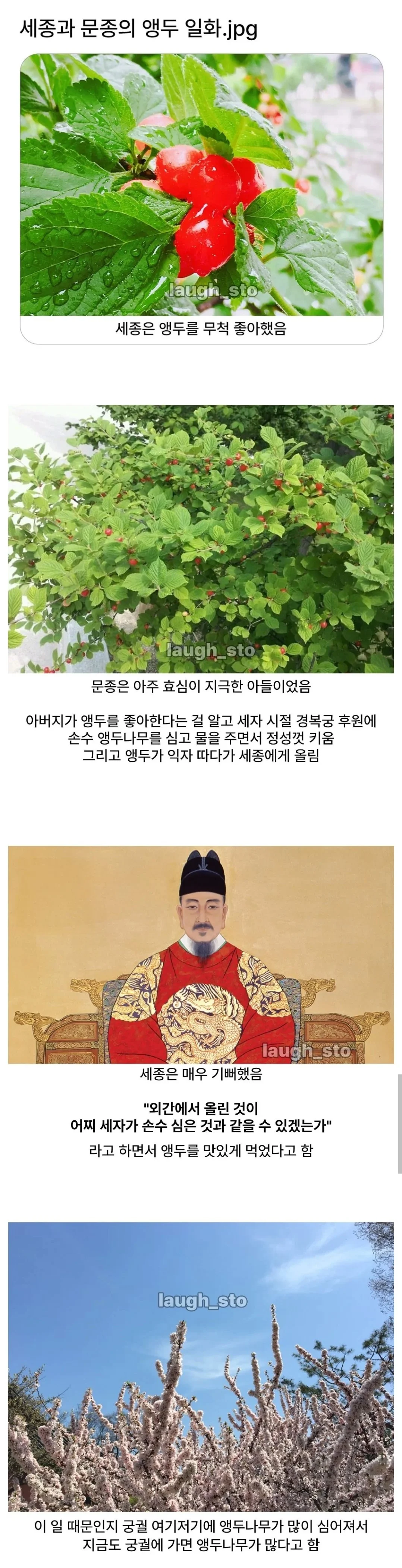 경복궁에 앵두나무가 많은 이유.