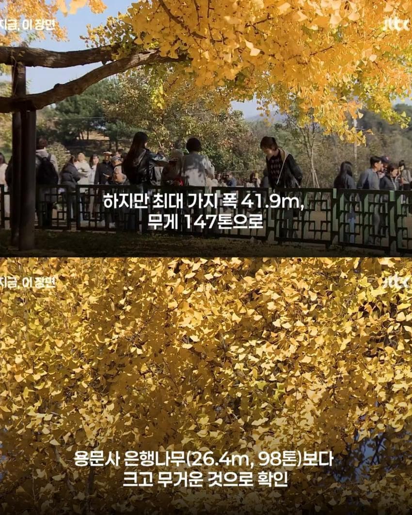 800살 은행나무 거짓으로 밝혀짐 (6)