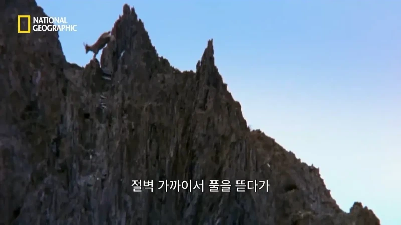 사냥 중 120m 절벽 아래로 떨어진 눈표범. jpg & YouT