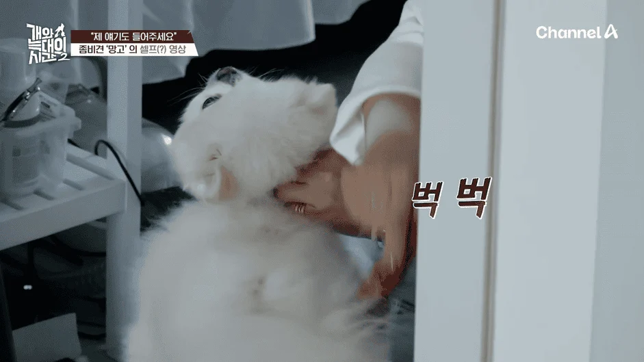 [#개와늑대의시간2] _저 같아도 물 것 같._ 하루에 개를 462번 부르는 보호자!_😨🚨 (귀에 딱지 앉을 듯.)🤕🐕 _ 개와 늑대의 시간2 17회 2-23 screenshot.png