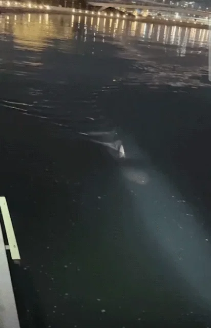 부산 상어 부캉이의 인기가 높아지면서 나타나는...... (8)
