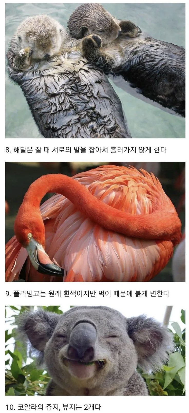 의외인 동물 상식 10가지 (4)
