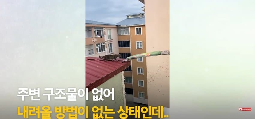 의문의 도구로, 지붕 위 고양이 구한 친구들 (3)