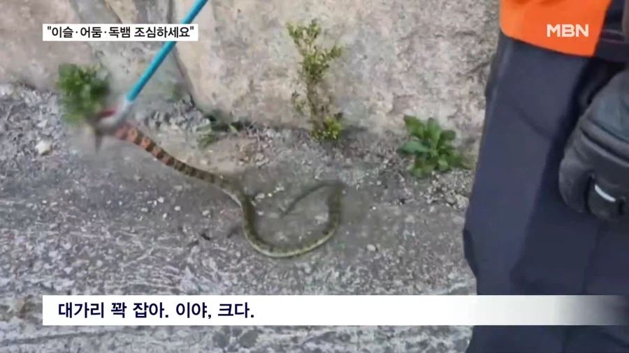 요즘 산행에 독뱀 조심하라네... (4)