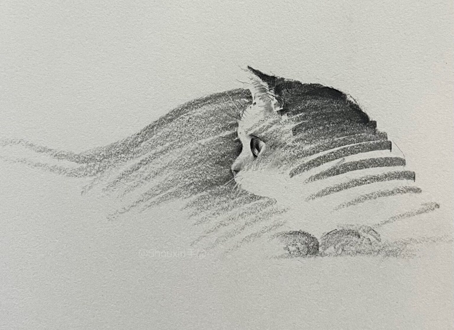 ShouXin 고양이 흑백 모노크롬 (8)