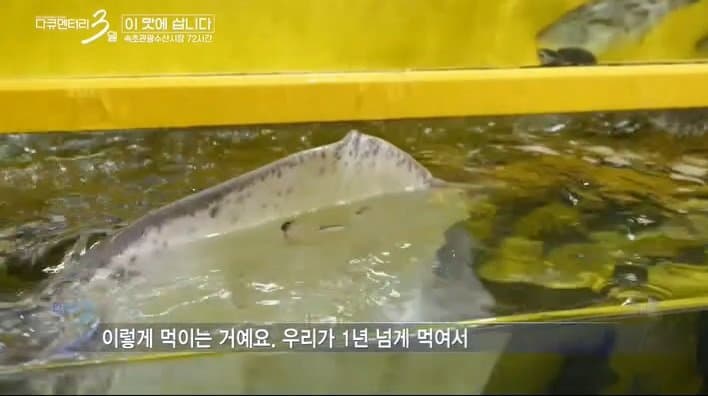 싱글벙글 다큐3일에 출연하는 반려 가오리 (6)
