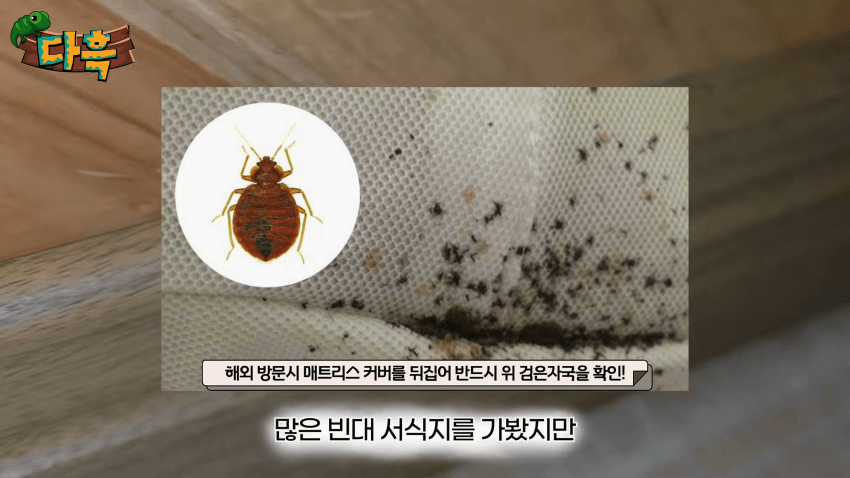 오싹오싹 부산 찜질방에 출몰해서 난리난 빈대(베드버그)상황 (9)