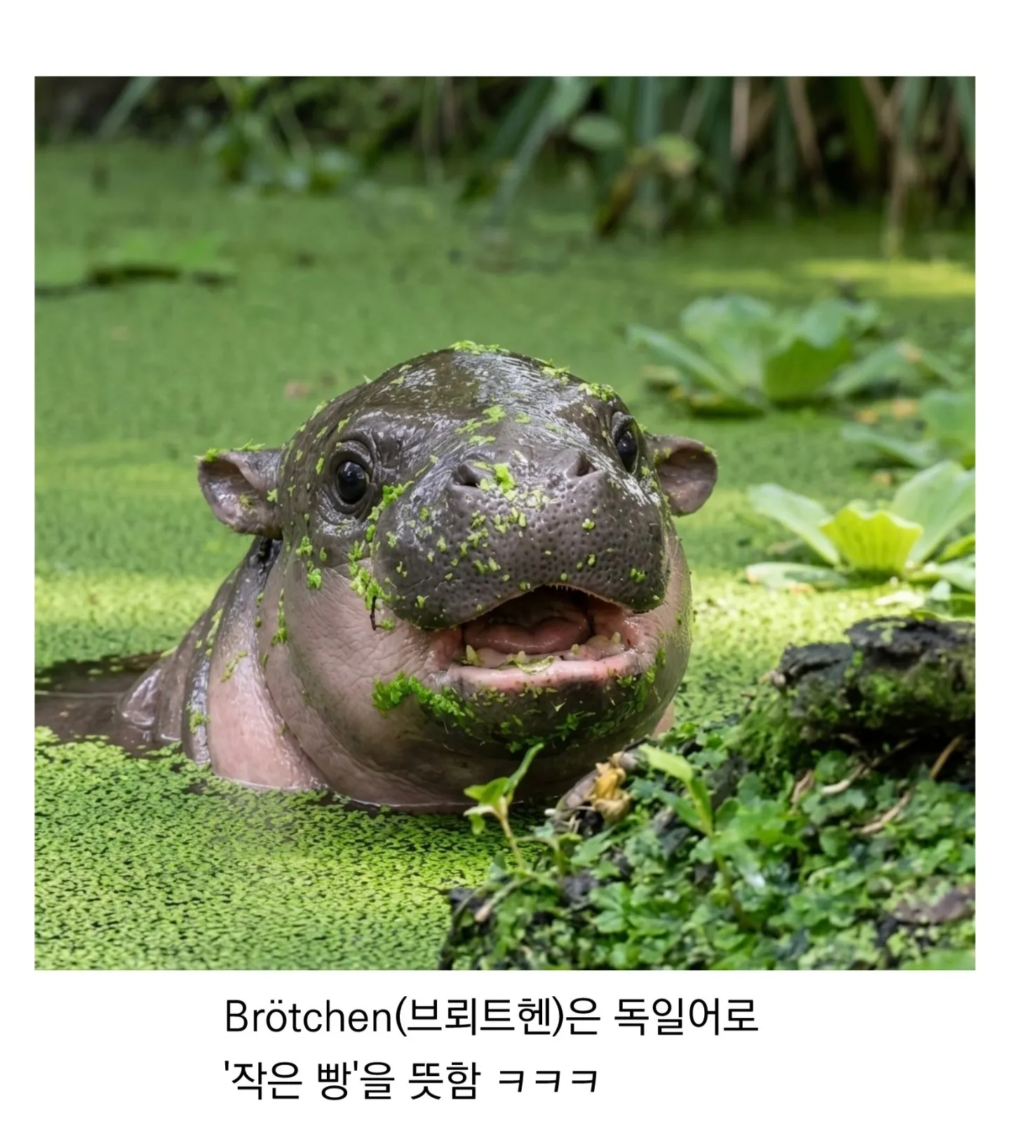 베를린 동물원에서 태어난 하마