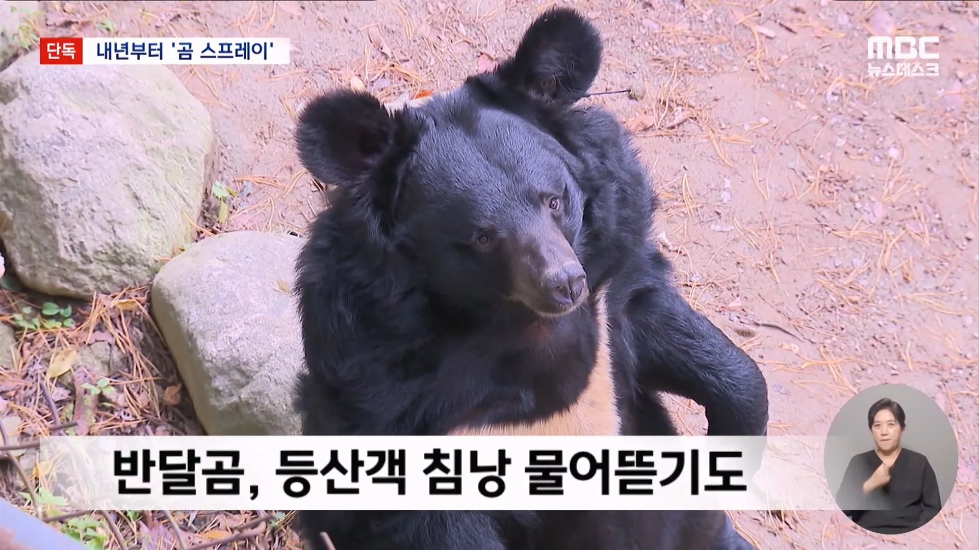 슬슬 좃됨이 느껴지는 지리산 반달곰 뉴스 ㄷㄷ (3)