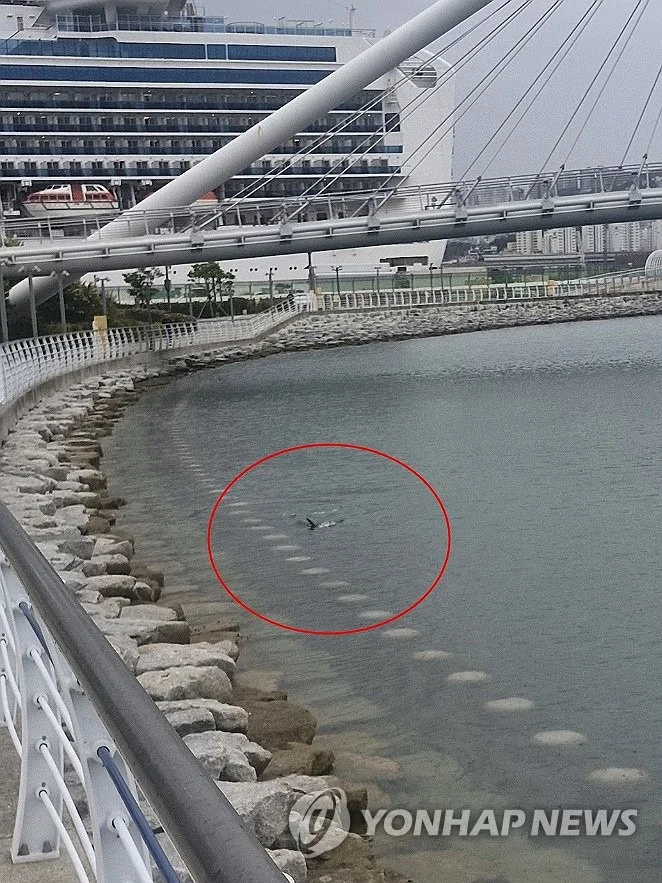 현 시각 부산에서 가장 핫한 곳이라는 부산항 (2)