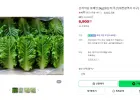 산지직송 로메인 2kg