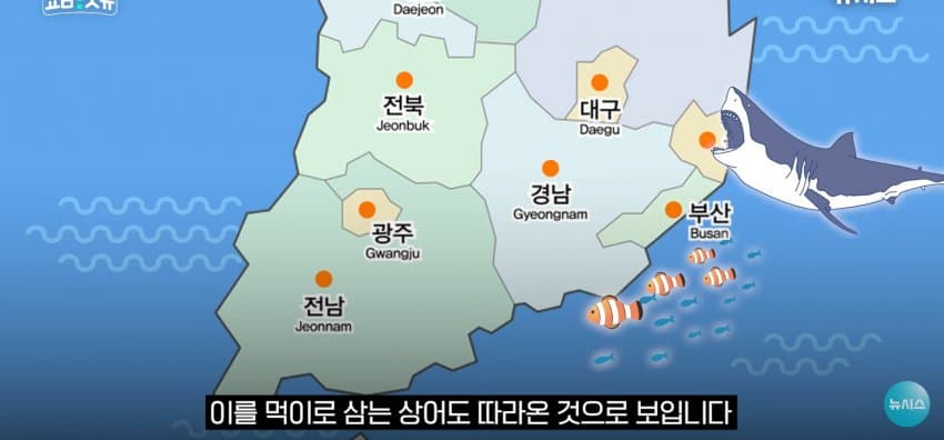 상어 한마리에 3만명 몰려, 부산 명소가 된 북항 (34)