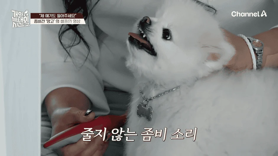 [#개와늑대의시간2] _저 같아도 물 것 같._ 하루에 개를 462번 부르는 보호자!_😨🚨 (귀에 딱지 앉을 듯.)🤕🐕 _ 개와 늑대의 시간2 17회 2-19 screenshot.png
