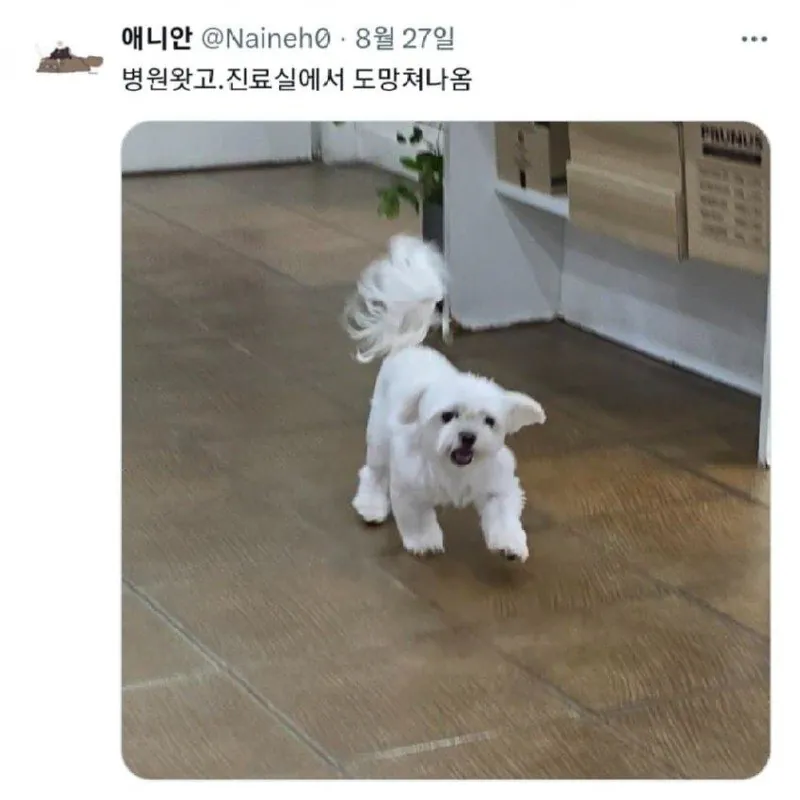 도주하는 댕댕이