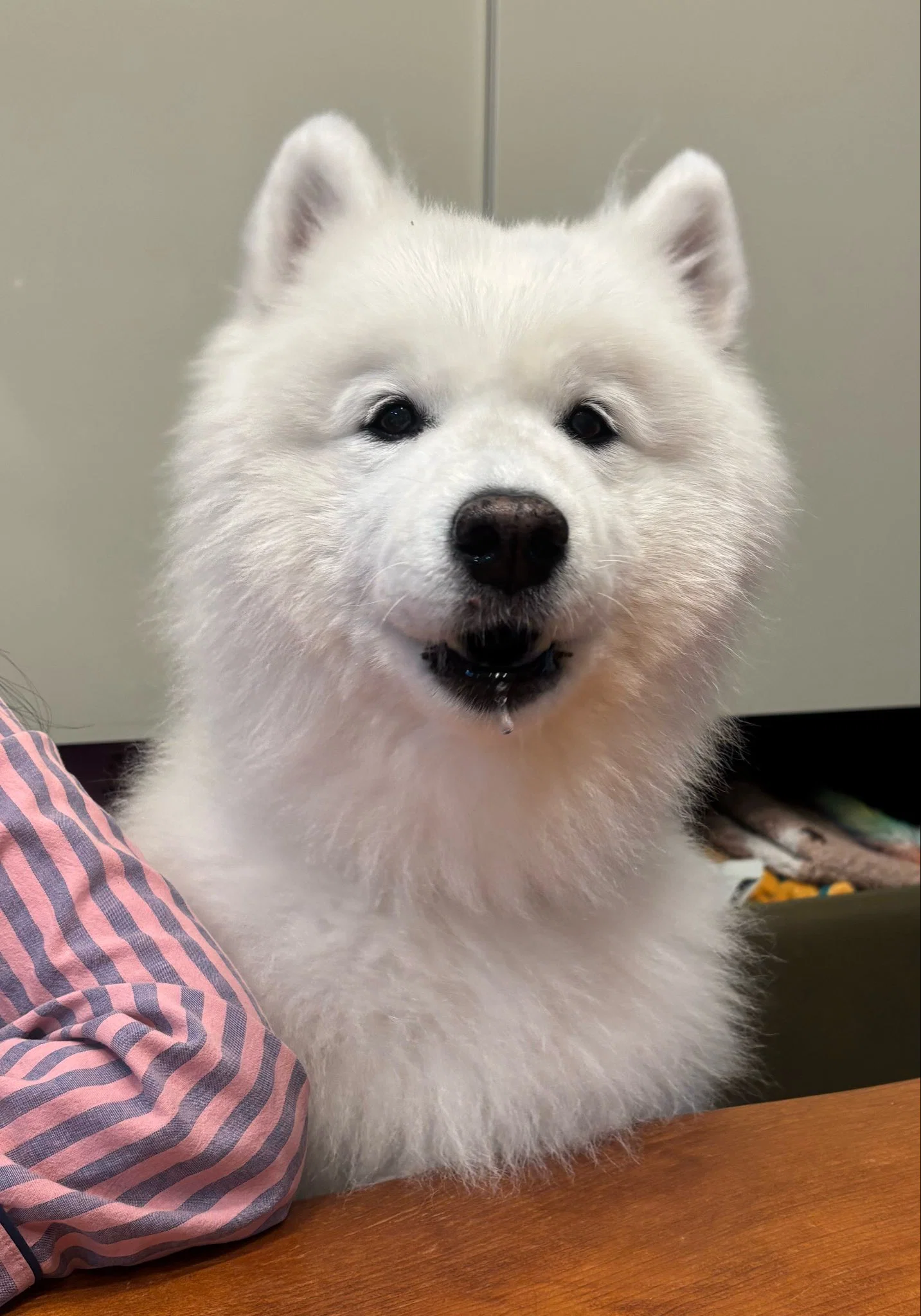맘마를 맛있게 먹은게 분명한 아기냥이 (21)