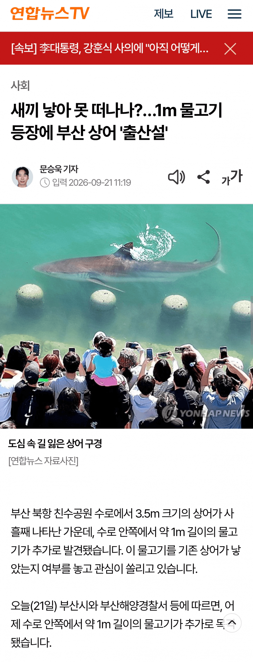 부산 북항에 상어 새끼 깠다는디 ㅋㅋ