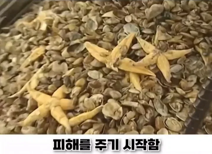 우리나라로 넘어온 바다의 무법자 불가사리의 최후 (17)