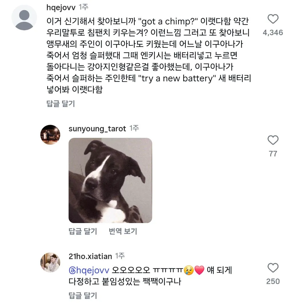 950단어 말하는 앵무새의 한 마디