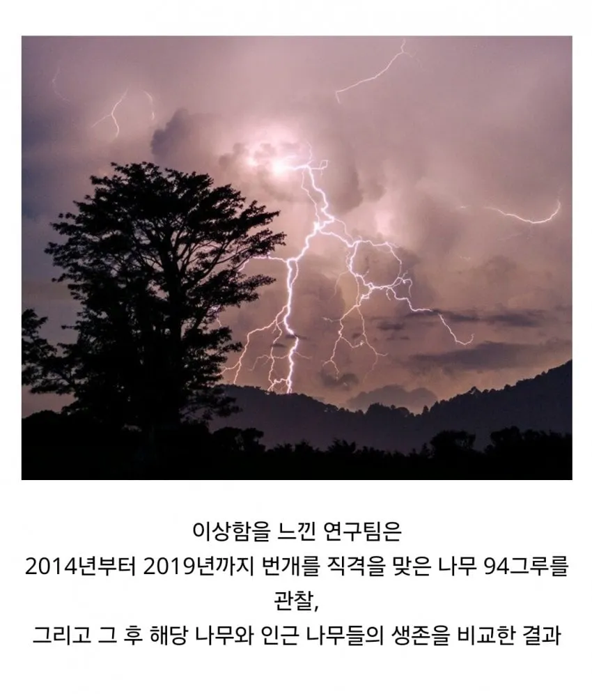 경쟁자를 죽이기 위해 일부러 번개를 맞는 나무