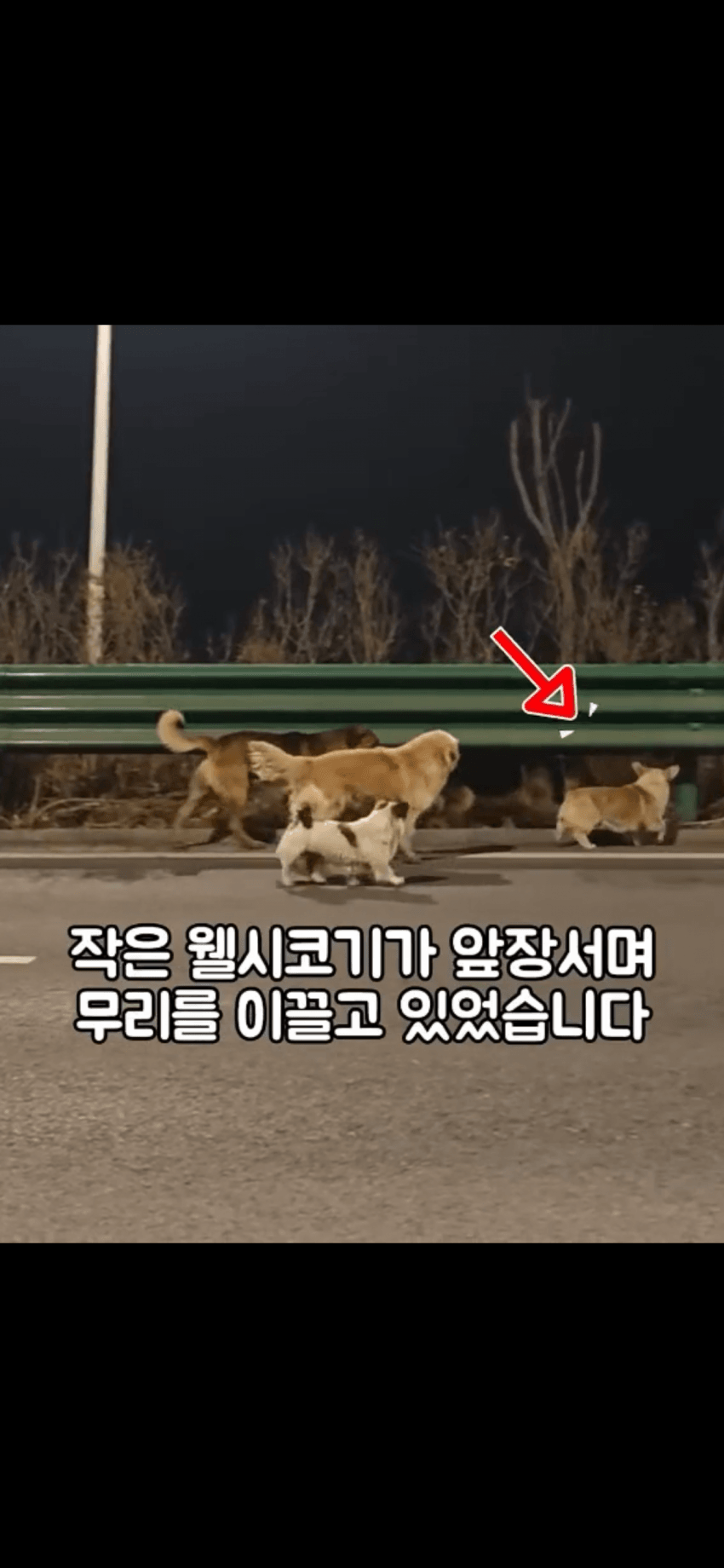 조회수 2억. 웰시코기 하드캐리. 개장수한테 도망가는개들 (7)