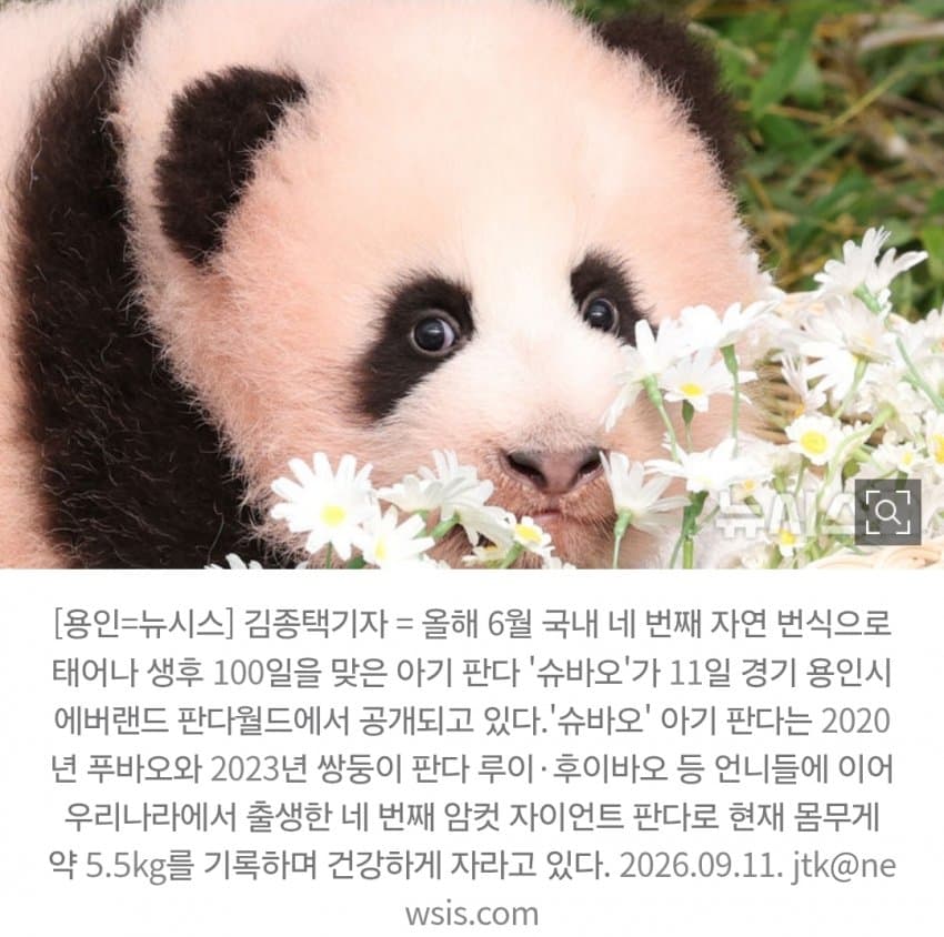 속보) 에버랜드 '바오패밀리' 막내 판다 이름은 '슈바오' (3)
