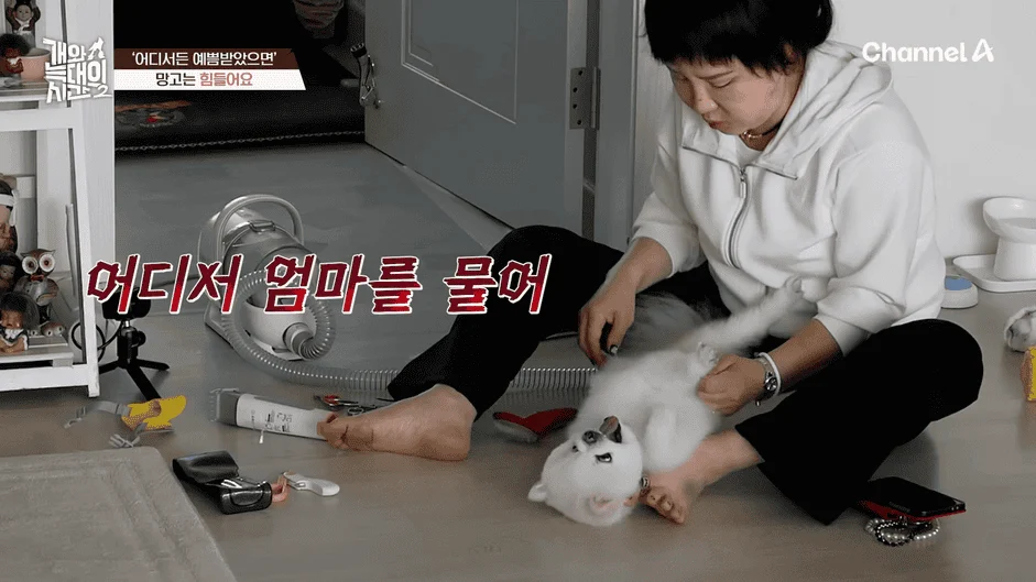 [#개와늑대의시간2] _저 같아도 물 것 같._ 하루에 개를 462번 부르는 보호자!_😨🚨 (귀에 딱지 앉을 듯.)🤕🐕 _ 개와 늑대의 시간2 17회 8-0 screenshot.png