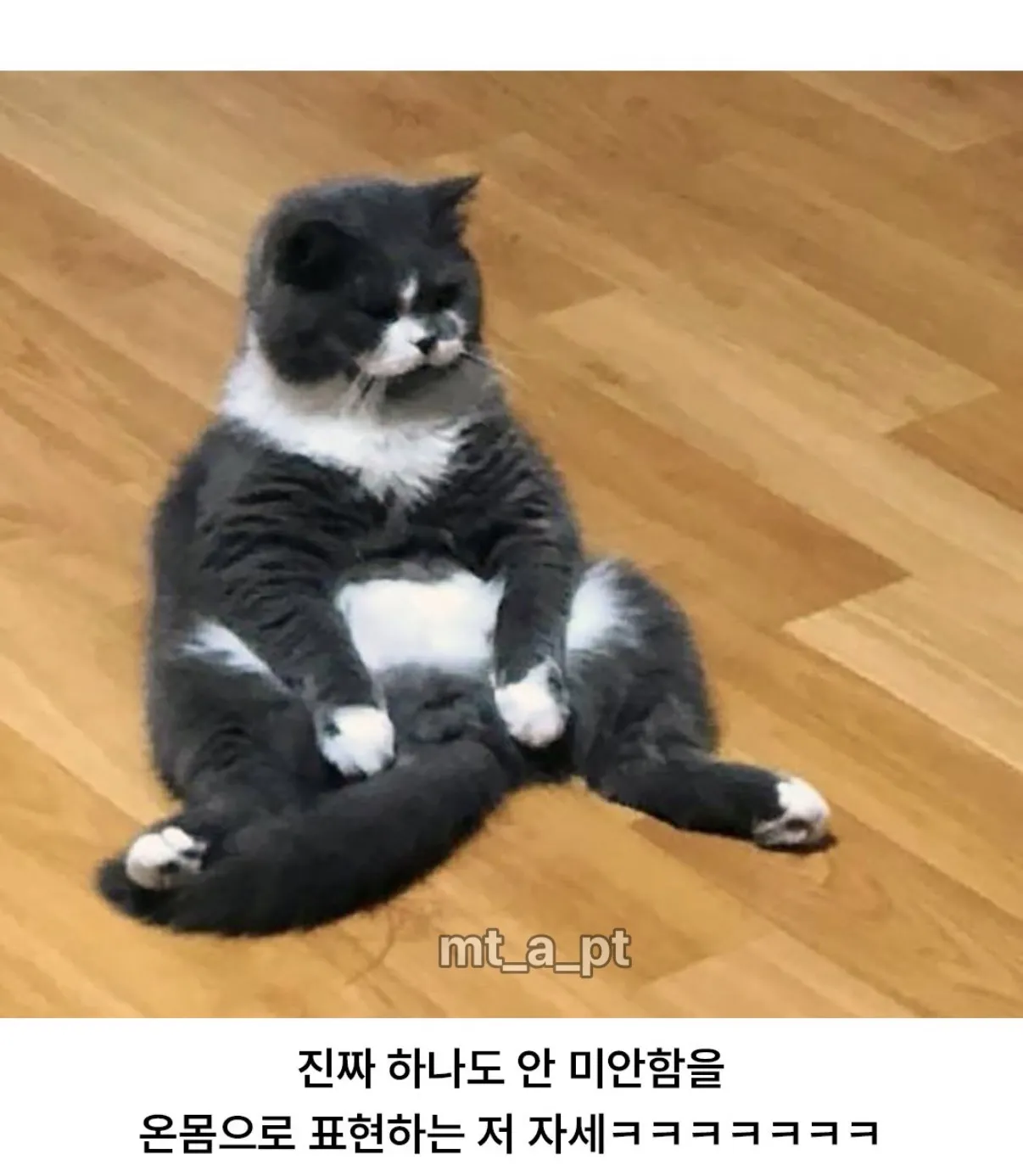 엄마한테 혼나서 대치중인 고양이 (2)