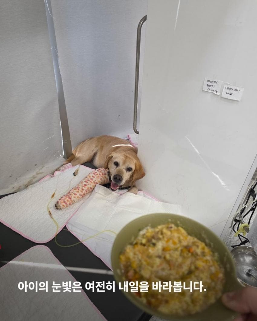 싱글벙글 7시간동안 수로에 빠져 가만히 있던 리트리버 근황 (12)