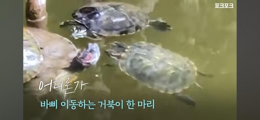 감동감동 큰 거북 곤경에 처하자 작은 거북들,얘들아 모여!