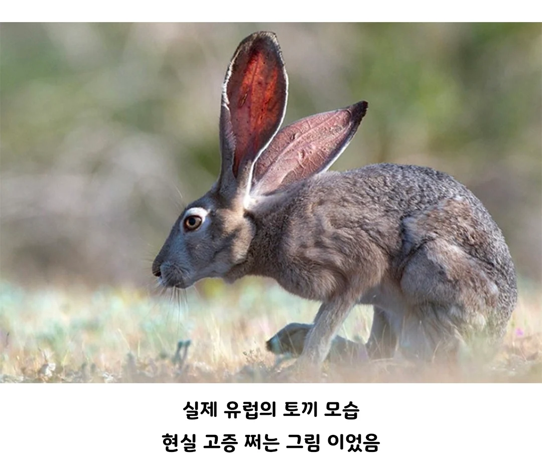 중세 서양 토끼 그림들이 살벌하게 생긴이유 (3)