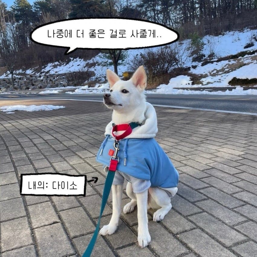 싱글벙글 강아지를 키우기 전 했던 생각.manhwa (12)