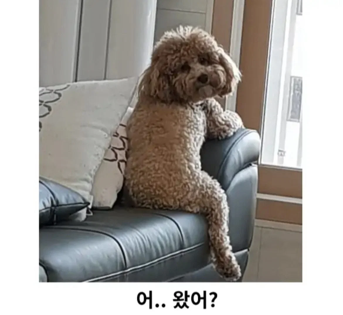 미용실 보냈는데 푸들이 실종되고 아기양으로 돌아왔습니다 (71)