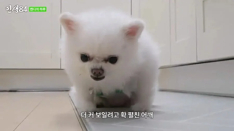 기안84 : 저희 개는 물어요