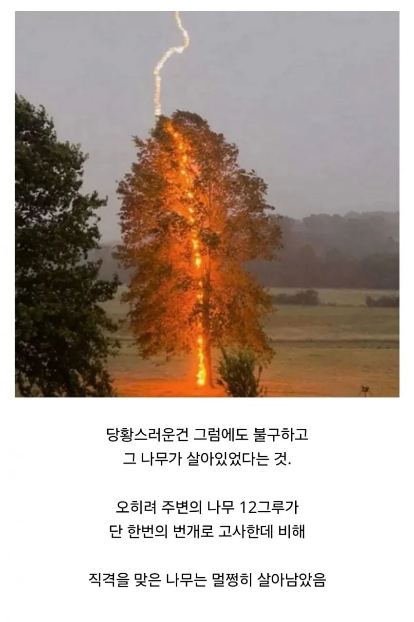 경쟁자를 죽이기 위해 일부러 번개를 맞는 나무