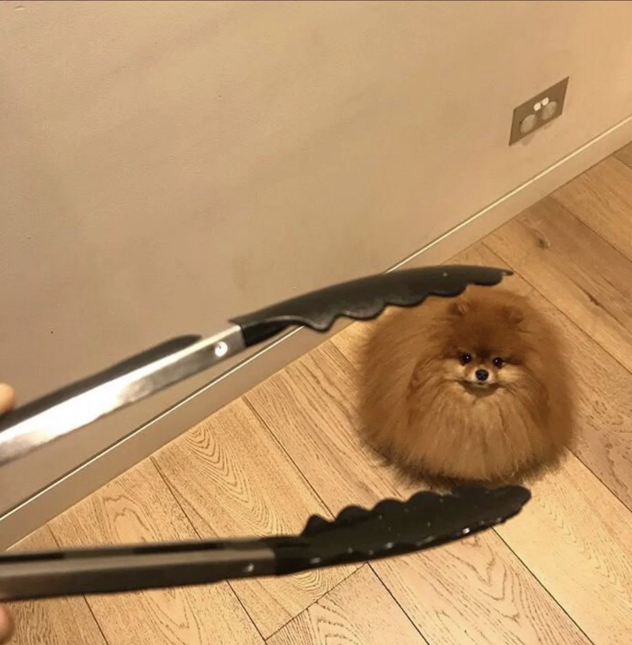 맘마를 맛있게 먹은게 분명한 아기냥이 (19)