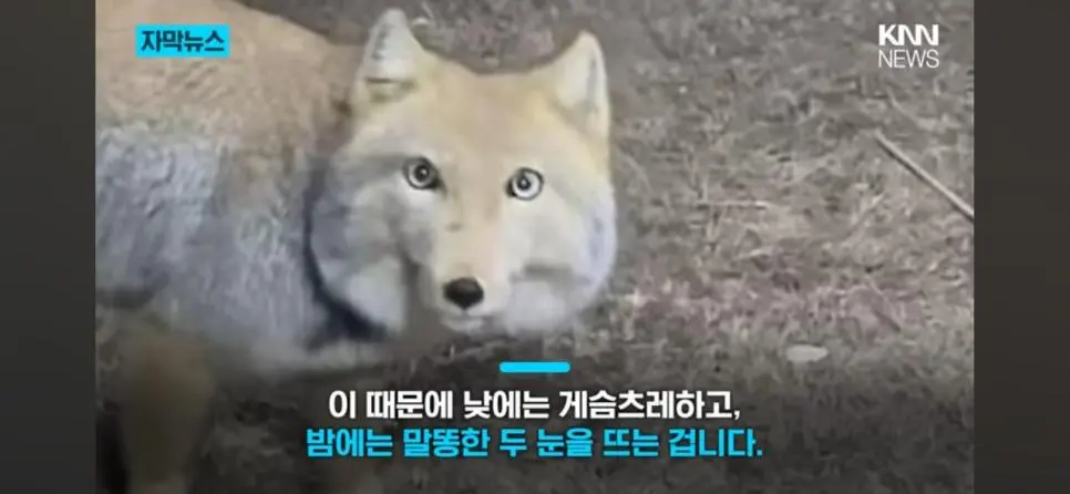티벳 여우의 반전