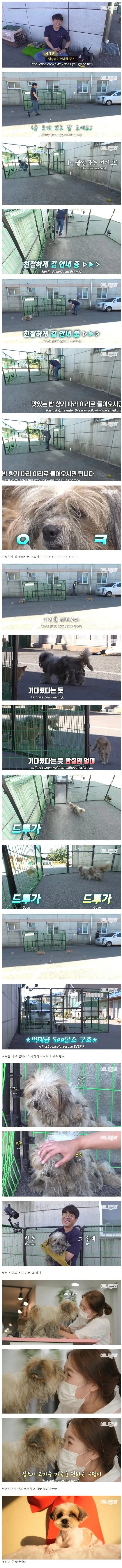 유기된 댕댕이: 아조씨 어디로가야 구출되요?_2.webp