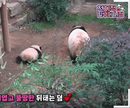 아이바오 따라하는 후이바오 🐼❤🩷 (10)